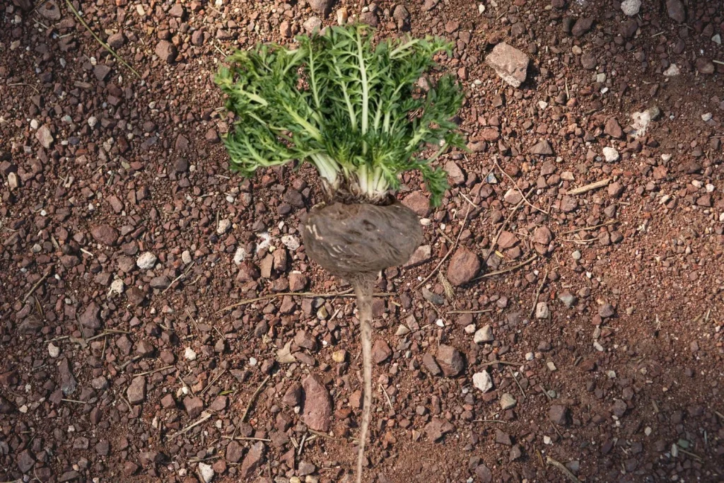 Esta raíz andina potencia el deseo sexual en hombres