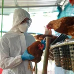 “Europa enciende las alarmas por la gripe aviar y España reacciona con medidas radicales”: Manuel Segovia (48), inspector de Sanidad, explica cómo mantenerse alejado del brote