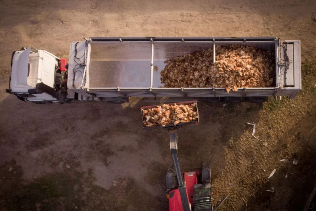 España toma acciones para combatir la gripe aviar