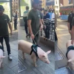 “La Gran Vía de Madrid se ha convertido en una granja”: Rebeca Casares (49), abogada, advierte la multa por tener un cerdo como mascota