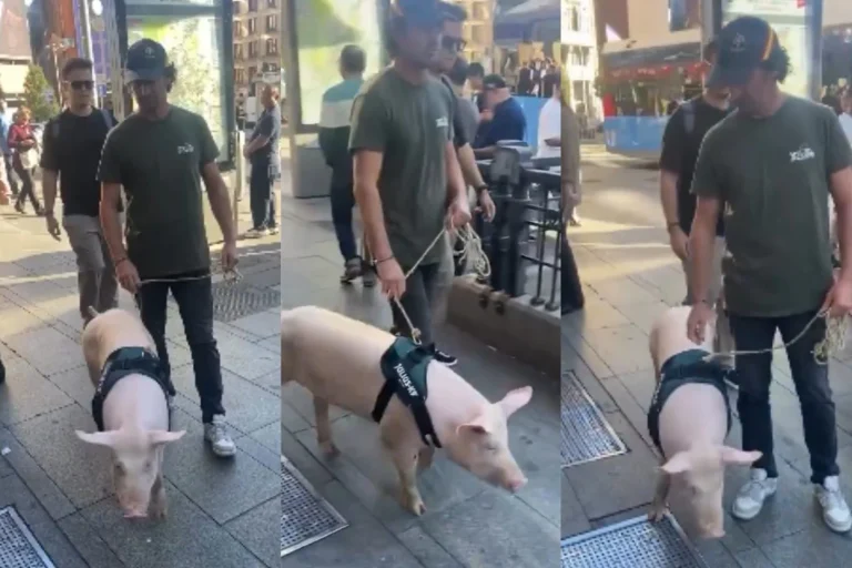 “La Gran Vía de Madrid se ha convertido en una granja”: Rebeca Casares (49), abogada, advierte la multa por tener un cerdo como mascota