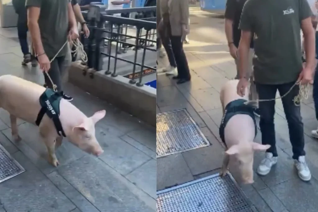 “La Gran Vía de Madrid se ha convertido en una granja”: Rebeca Casares (49), abogada, advierte la multa por tener un cerdo como mascota 1 Moncloa Las consecuencias de pasear un cerdo por Madrid