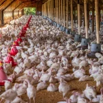 Alberto Estrada (49), inspector sanitario, sobre la gripe aviar en España: “el aumento de casos nos obliga a no olvidar estas 5 medidas de bioseguridad en el hogar”