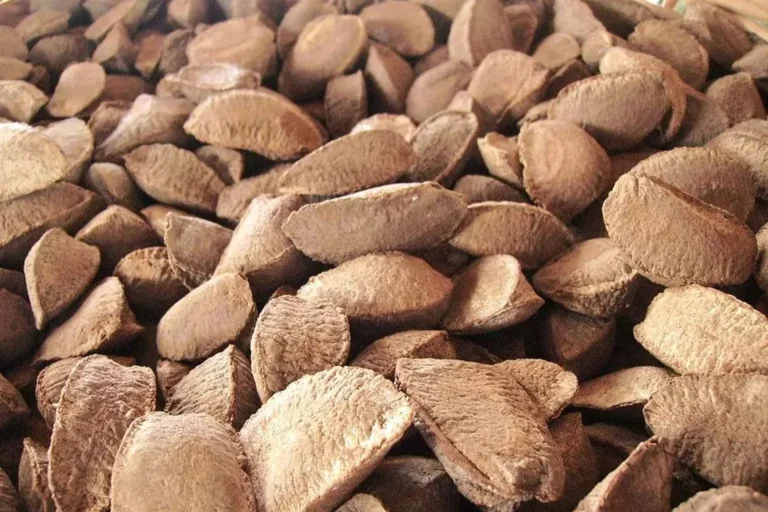 “Con solo 2 nueces de Brasil te nutres de magnesio sin necesidad de suplementos”, afirma el Dr. César Ábalos (51), nutricionista holístico