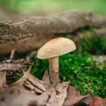 Javier Alonso (67): «Se parece a una seta comestible, pero en 48 horas te destruye el hígado»