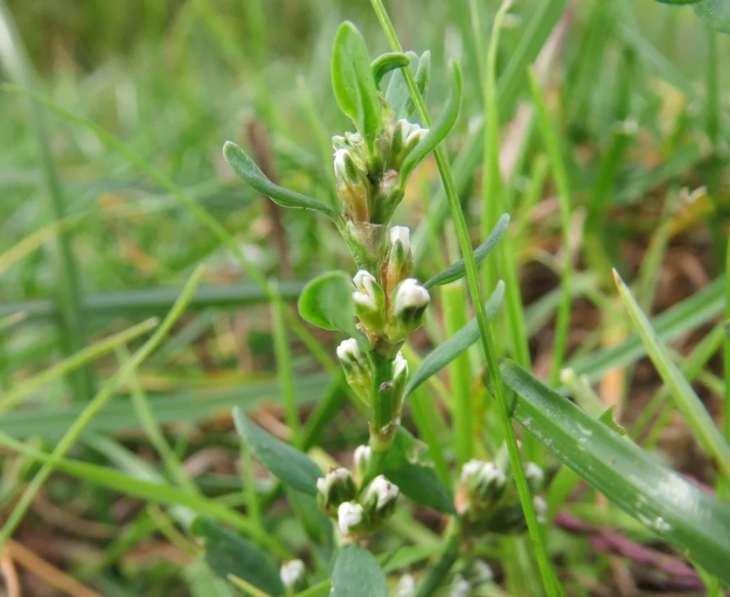 Infusión o suplemento, dos formas de consumo
