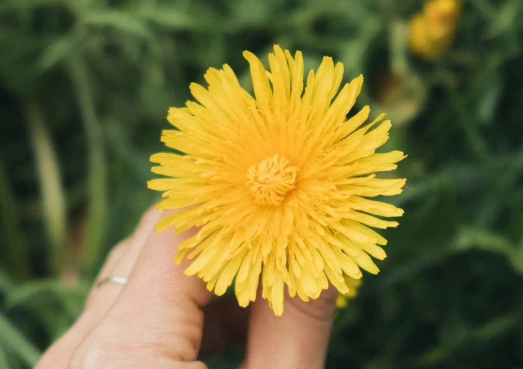 El botón de oro, una planta con historia