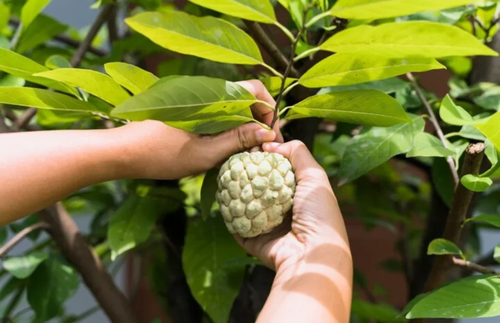 El impacto de la guanábana en el azúcar en sangre