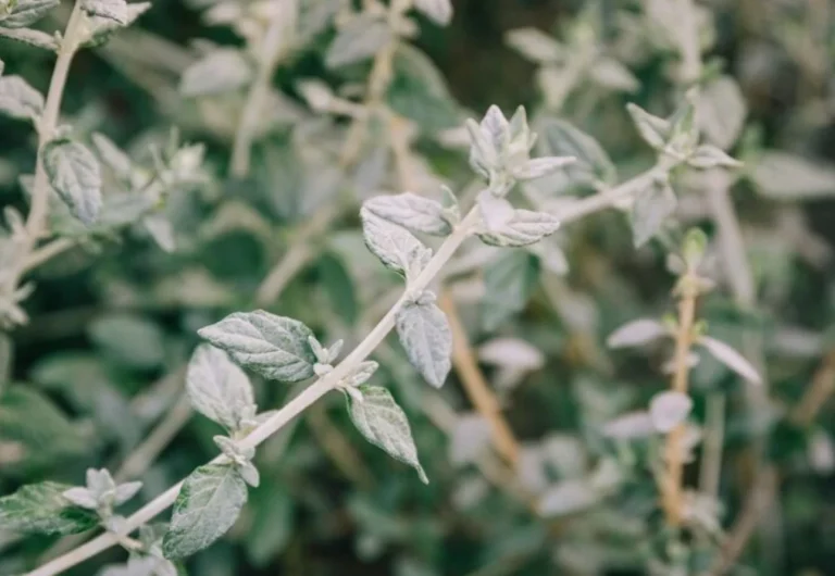 El orégano sorprende: los beneficios ocultos que expertos recomiendan aprovechar desde hoy