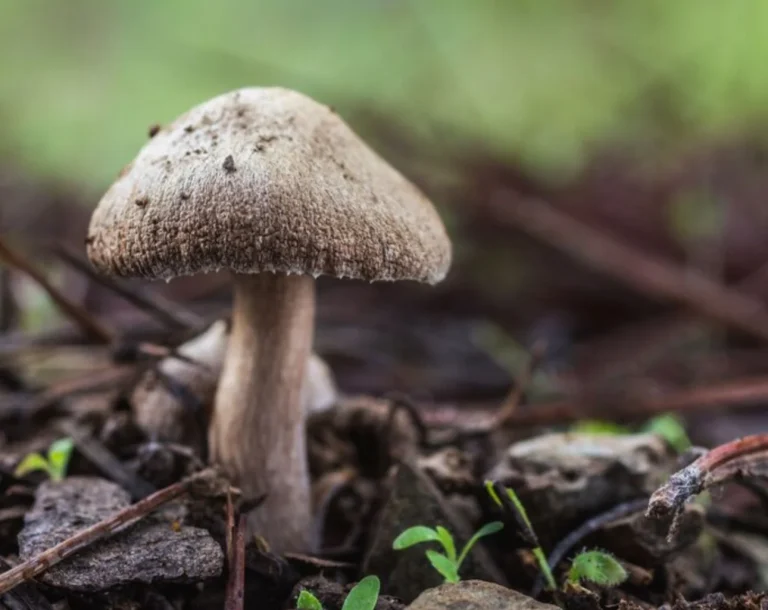 Lo que pasa con las setas cuando les da el sol, explicado por la ciencia
