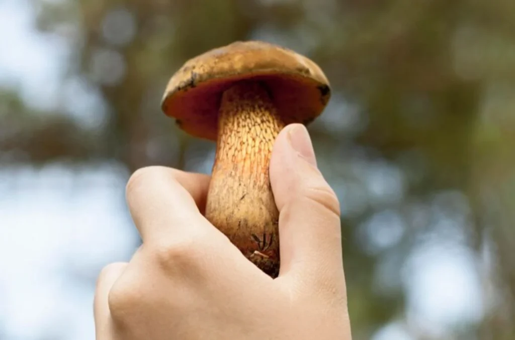 Qué ocurre realmente cuando las setas toman el sol