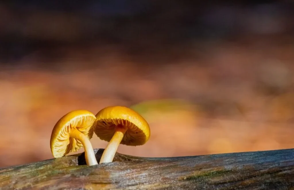 La importancia de la vitamina D en la salud