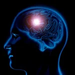 Científicos revelan la dieta que ayuda a mantener el cerebro joven por más tiempo