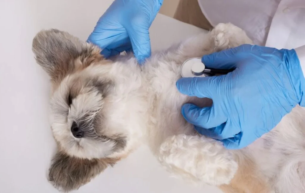 Esterilizar también alarga la vida