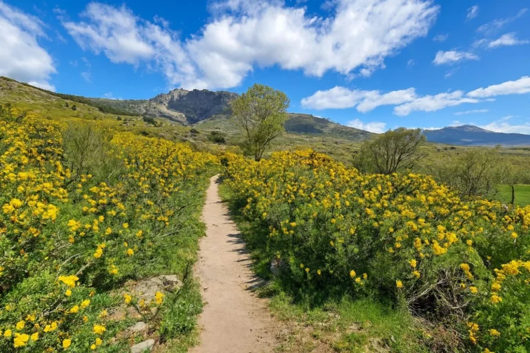Ni cerezos ni almendros: el espectáculo amarillo a 50 minutos de Madrid que pocos conocen