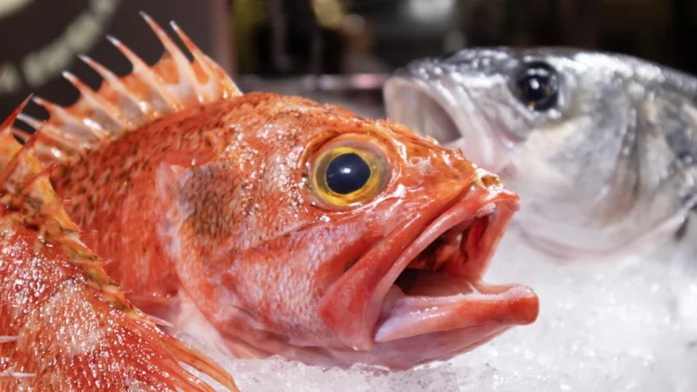 El pescado que los nutricionistas de Madrid compran en lugar de salmón porque es mucho más sano y barato