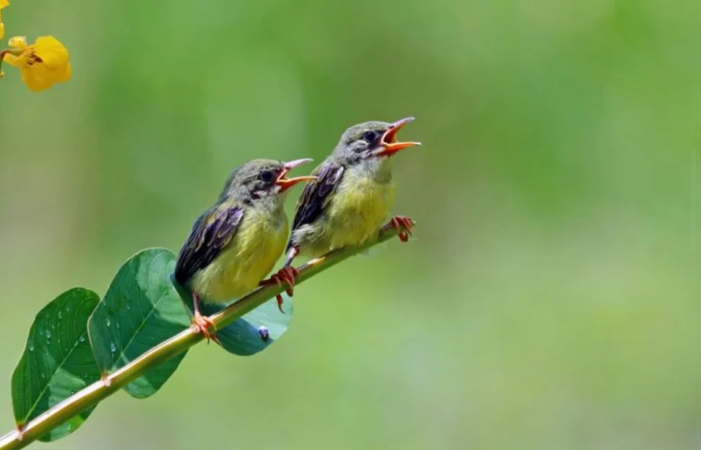 Qué ocurre en el cerebro cuando escuchamos aves
