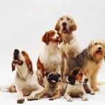 Los 3 hábitos que ayudan a que los perros vivan más, según científicos