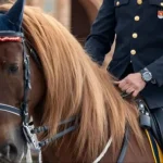 Justicia para Pomo, el caballo de la Policía sacrificado tras una lesión