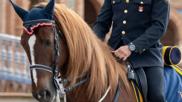 Justicia para Pomo, el caballo de la Policía sacrificado tras una lesión