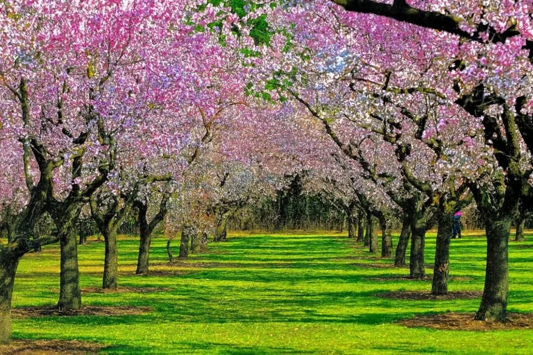 El espectáculo natural más esperado de febrero ya ha empezado: Dónde y cuándo ver los almendros en flor sin salir de la capital