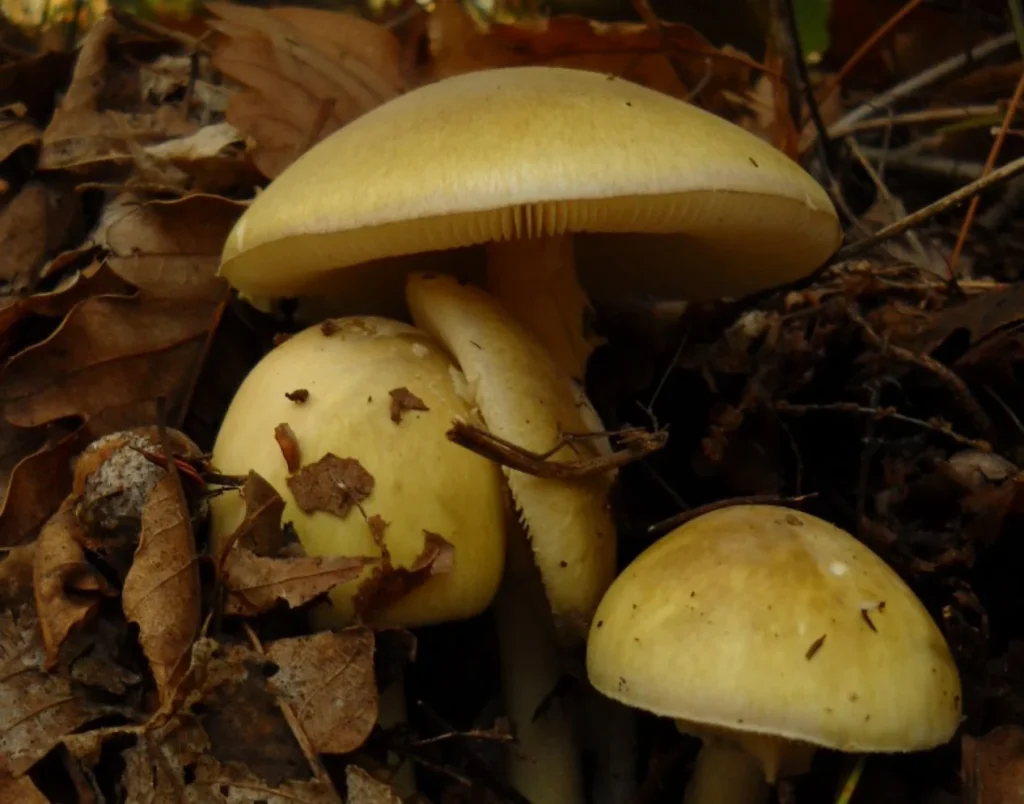 3 tipos de setas mortales que parecen inofensivas pero están entre las más venenosas del mundo 9 Moncloa Amanita phalloides, el hongo más temido