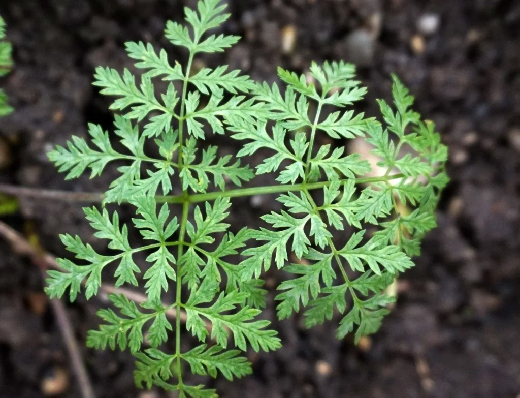 Cicuta, una de las plantas más conocidas y peligrosas