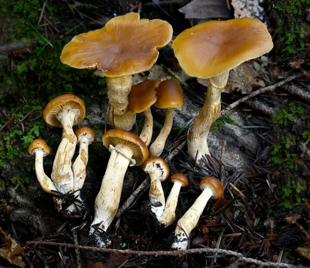 3 tipos de setas mortales que parecen inofensivas pero están entre las más venenosas del mundo 11 Moncloa Galerina marginata, pequeña pero muy peligrosa