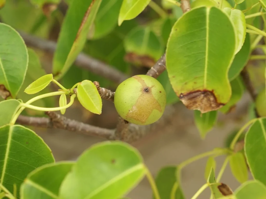 El árbol de la muerte, una de las más temidas del Caribe