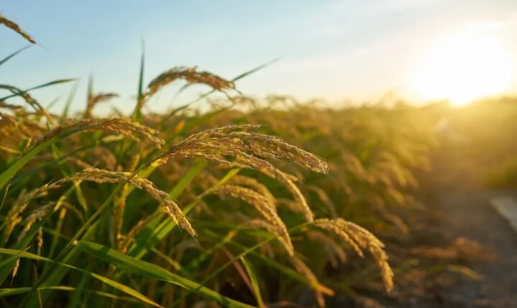 ¿Estás comiendo mal el arroz? Las combinaciones que lo hacen mucho más saludable y nutritivo 4 Moncloa El problema no es el arroz, es todo el conjunto del plato