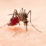 ¿Fiebre, dolor y cansancio? Esto duran los síntomas del dengue y cuándo preocuparte