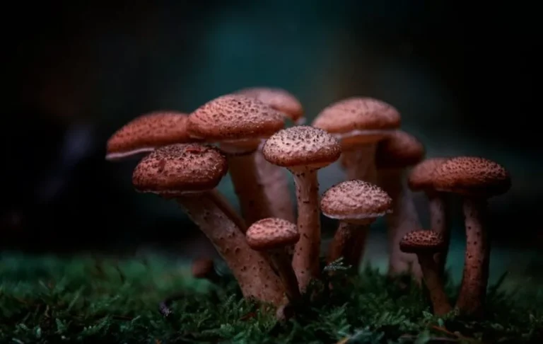 3 tipos de setas mortales que parecen inofensivas pero están entre las más venenosas del mundo