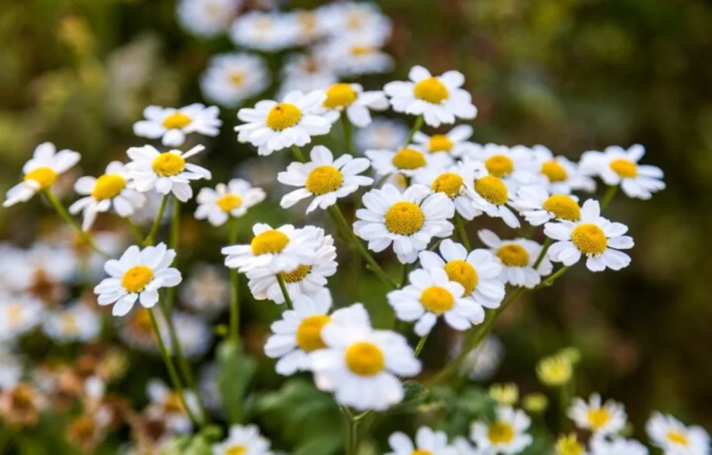 La manzanilla y el poder del ritual