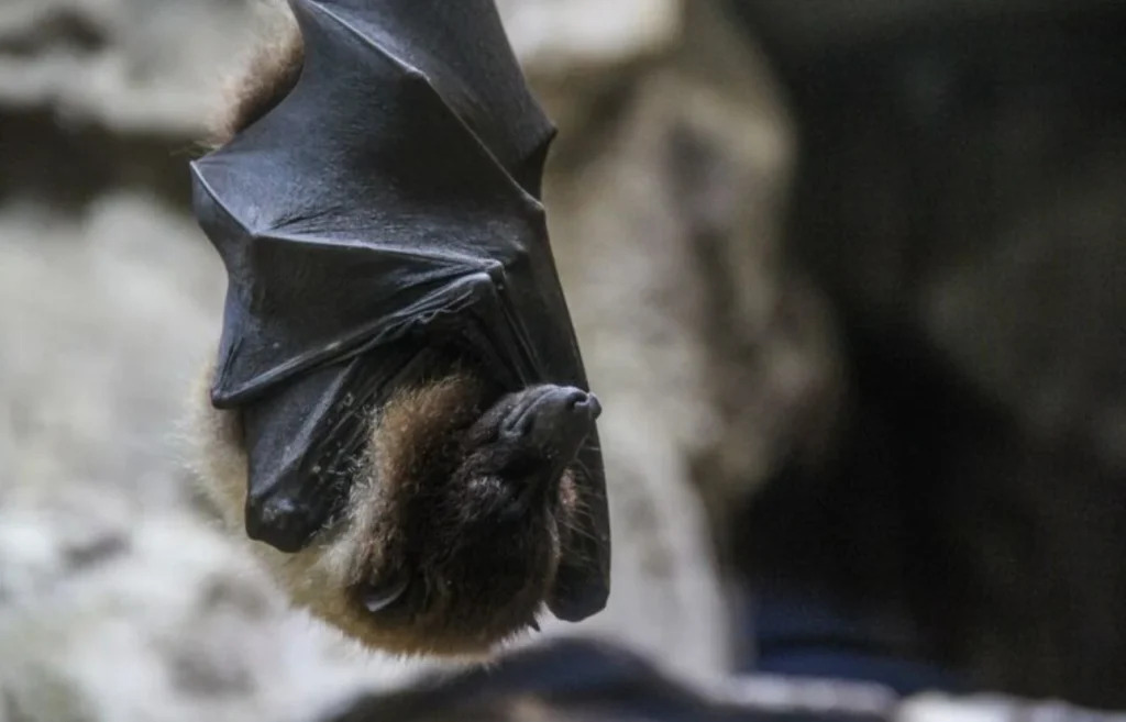 Cómo prevenir la rabia y por qué no hay que confiarse