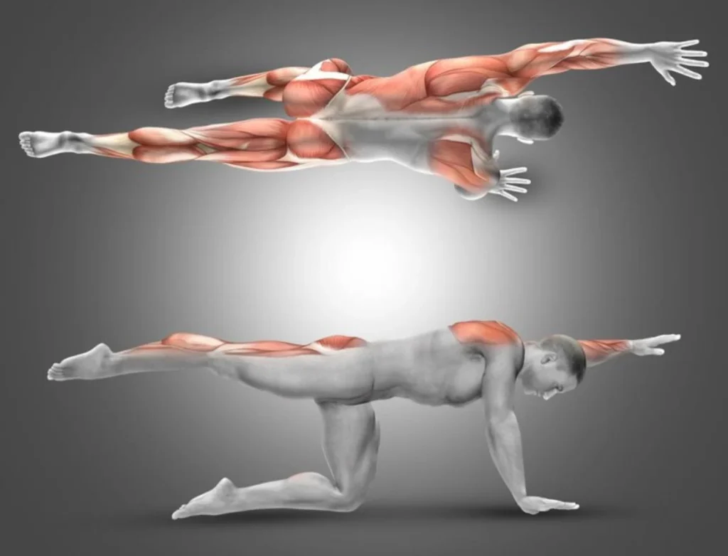 Los músculos se activan y el cuerpo redistribuye la energía