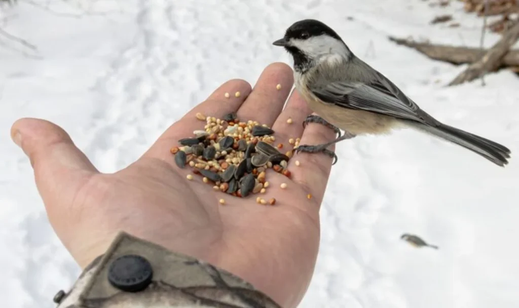 Escuchar a los pájaros