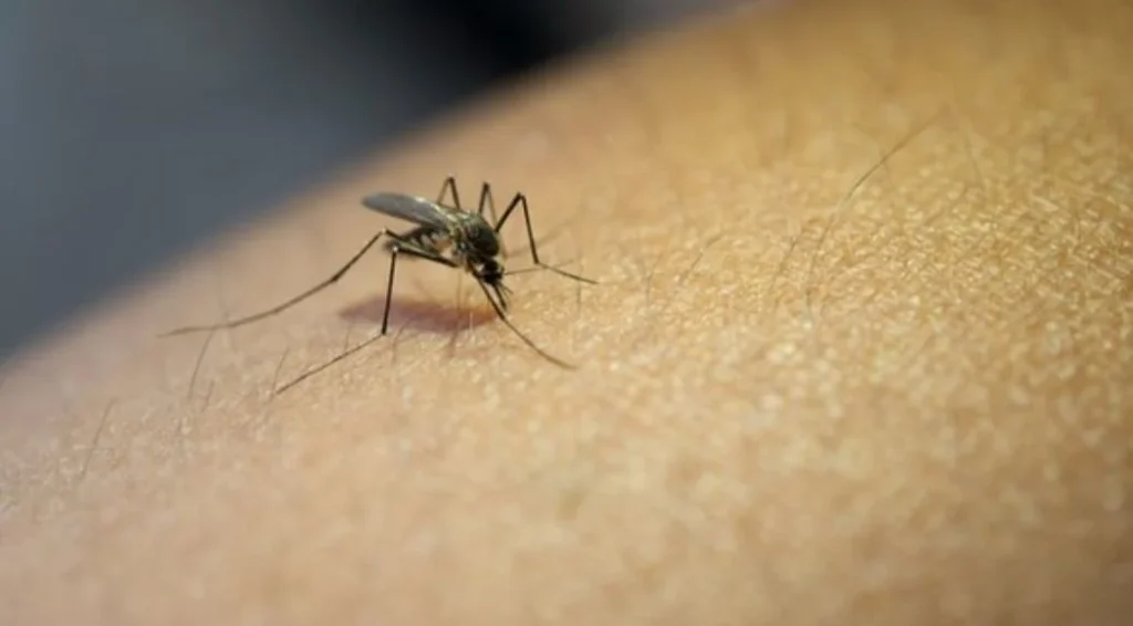 Las principales vías de transmisión de las enfermedades zoonóticas