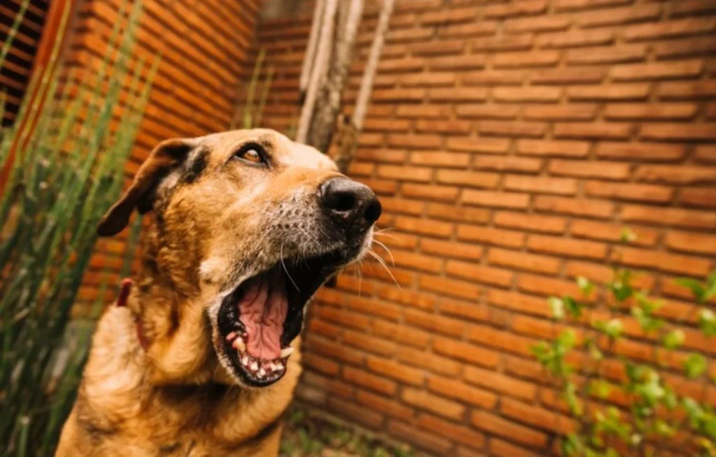 No solo los perros transmiten la rabia