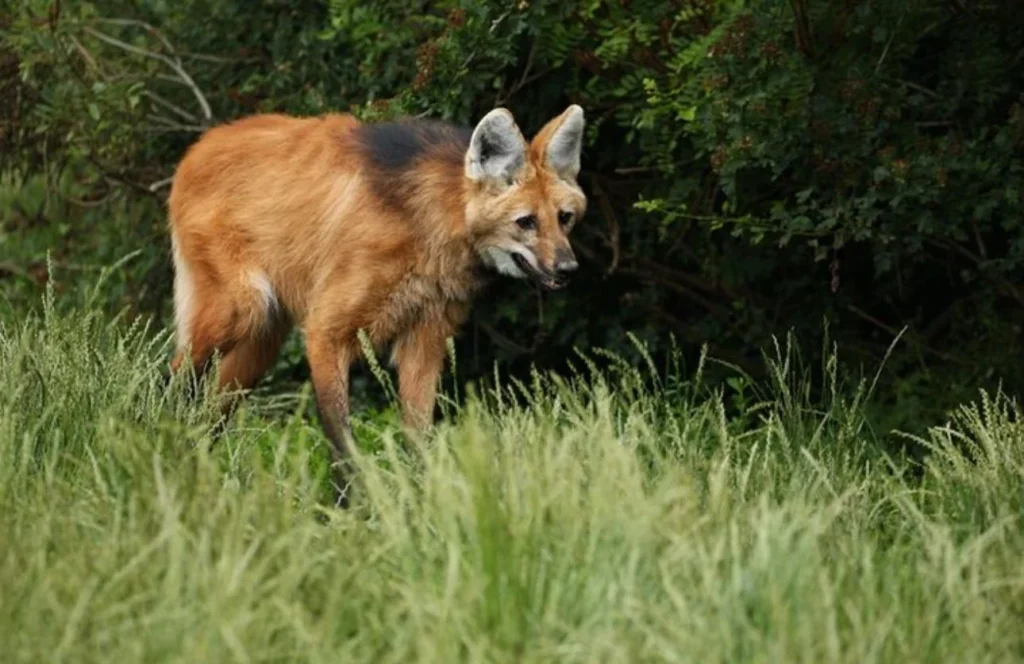Los animales que muchos no tienen en cuenta
