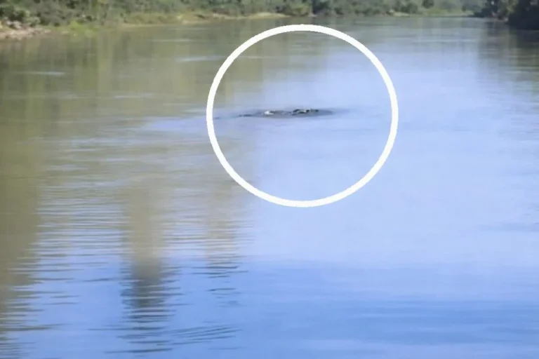 ¿Qué es el "Tajo Ness"? El misterioso animal en Aranjuez que tiene en vilo a Madrid