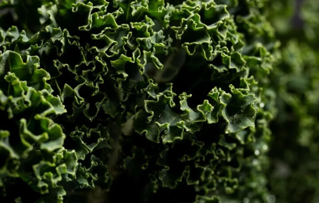 Las verduras siguen siendo una de las opciones más saludables