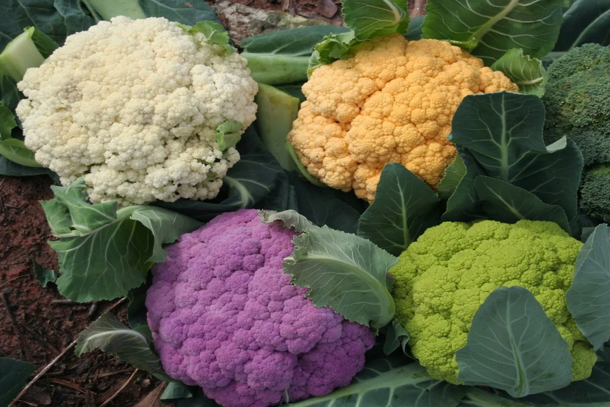 Transforma una simple coliflor en un plato Michelin con este truco de asado entero y mantequilla tostada Transforma una simple coliflor en un plato Michelin con este truco de asado entero y mantequilla tostada