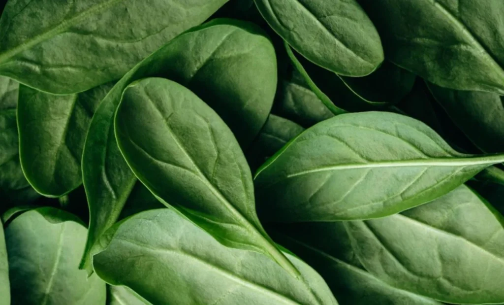 ¿Por qué las verduras pueden contaminarse tan fácilmente?