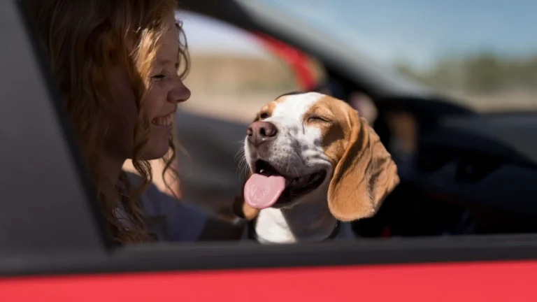 El aviso urgente de la DGT para los que viajan con mascotas en el coche: La forma correcta de sujetar a tu perro para evitar una multa de hasta 500 euros este fin de semana