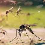 Los 3 métodos más eficaces para evitar picaduras de mosquitos, según la ciencia