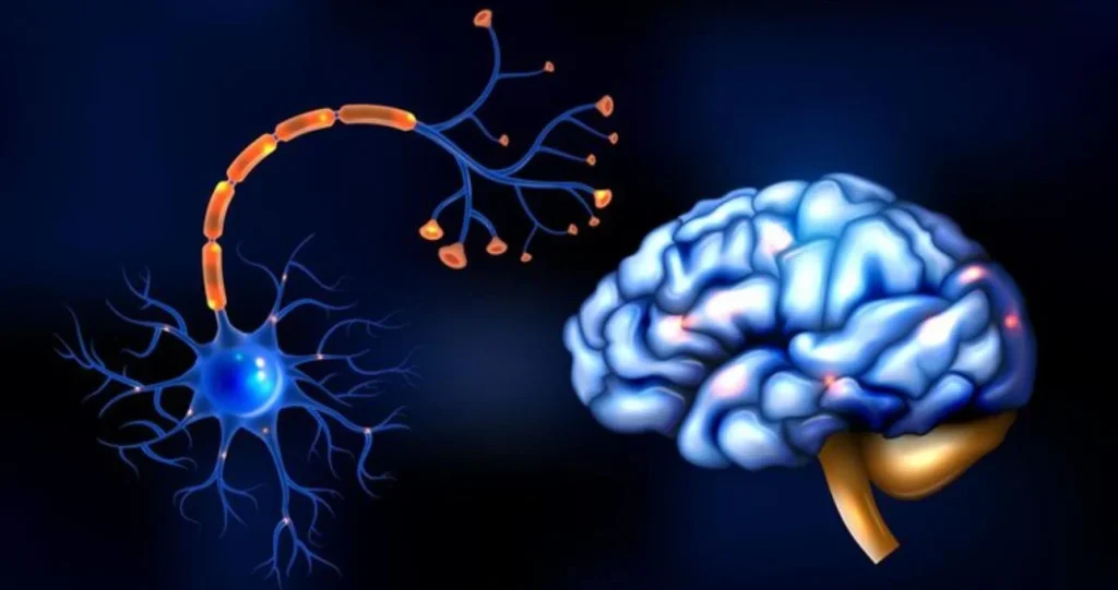 Cómo afecta la sal al cerebro: el aviso de un neurocientífico sobre el equilibrio de líquidos en el cuerpo 11 Moncloa La sal y el cerebro están mucho más conectados de lo que parece