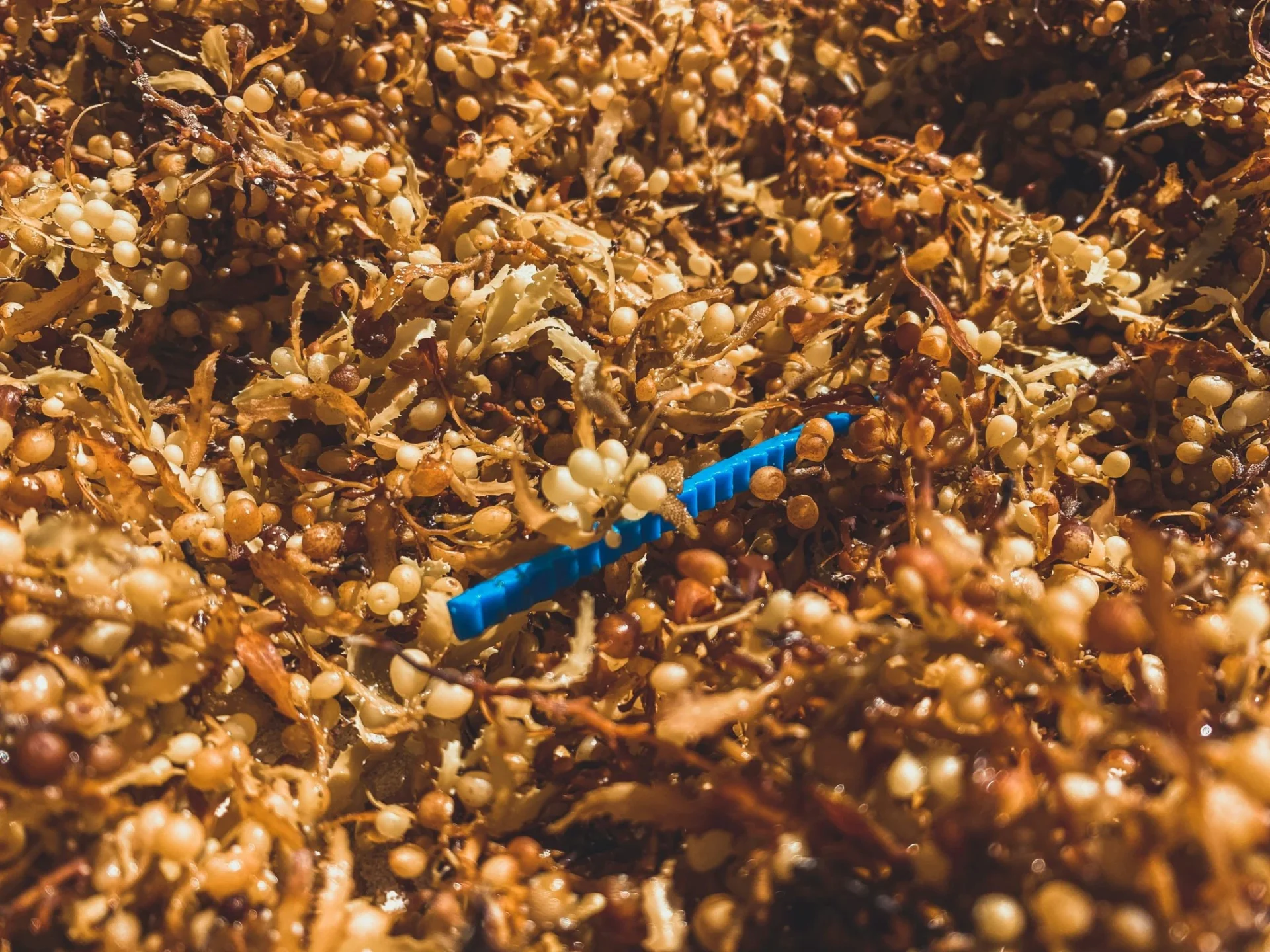 algas-modificadas-microplasticos-captura-portada algas microplásticos