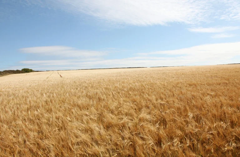 UAGN demanda a Navarra por la cosecha de cereal: las meteoalertas antiincendios en el punto de mira