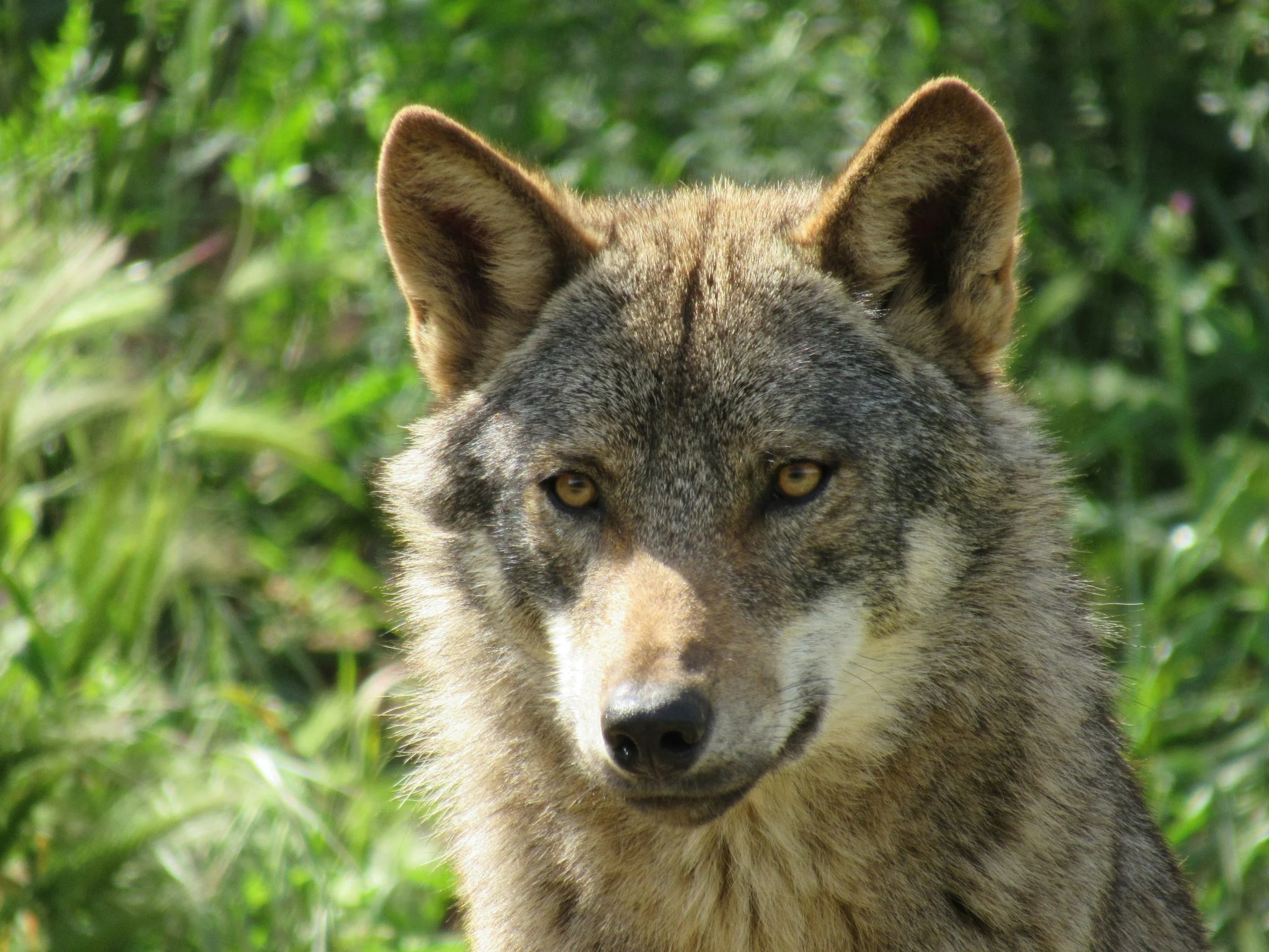 gestion-lobo-iberico-caza-comunidades-portada gestión del lobo ibérico