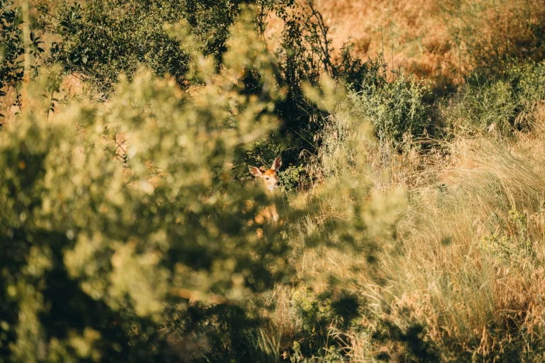 Cinco cachorros de lince ibérico nacen en libertad en Cuenca y confirman el éxito de la recuperación de la especie